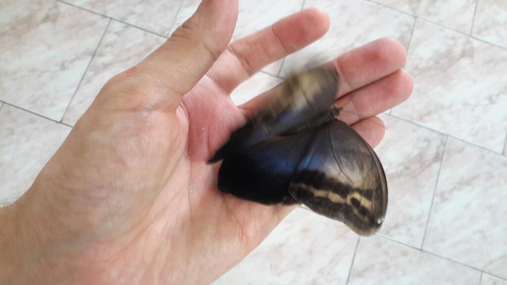 happycraftstall's tweet photo. Siempre he pensado que cuando el arte está dentro de ti, lo puedes observar en todas partes
Hoy #1nov quiero compartirles una foto de un visitante especial que llegó a la casa este fin de semana
Se trata de una Mariposa azul, llamada Morpho Azul
#butterfly #bluebutterfly #FOTOS https://t.co/WrbLi5qfah