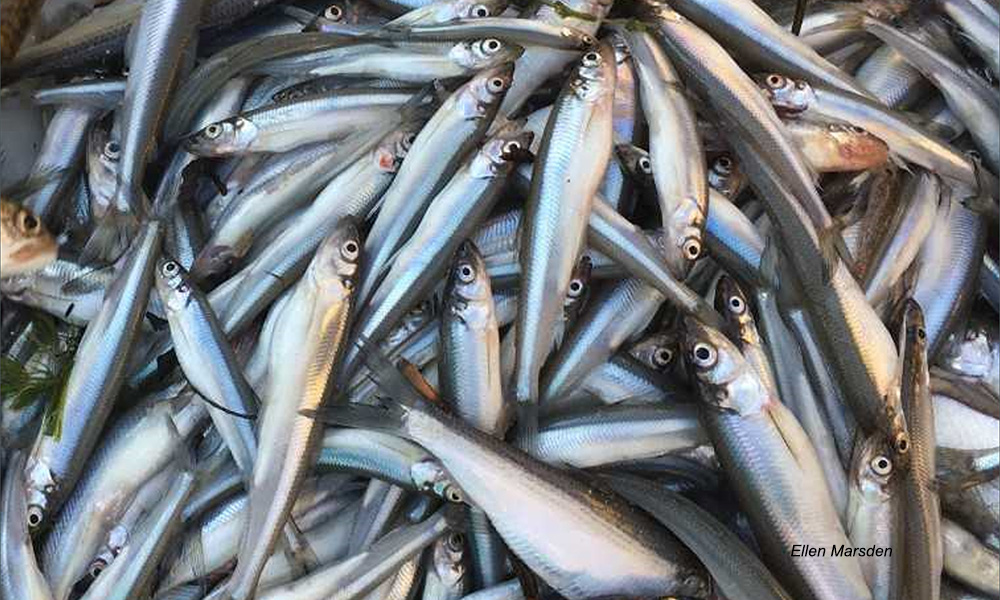 ecoNEWS VT (@econews_vt) on Twitter photo New ecoNews story: Invasive Alewife Impacts on Native Rainbow Smelt in Lake Champlain 🐟🏞 <a href="/RosalieBruel/">Rosalie Bruel</a> <a href="/LakeChamplainSG/">Lake Champlain Sea Grant</a> <a href="/LampreyControl/">GLFC</a> @VTFishWildlife econewsvt.org/news/invasive-… New ecoNews story: Invasive Alewife Impacts on Native Rainbow Smelt in Lake Champlain 🐟🏞 <a href="/RosalieBruel/">Rosalie Bruel</a> <a href="/LakeChamplainSG/">Lake Champlain Sea Grant</a> <a href="/LampreyControl/">GLFC</a> @VTFishWildlife econewsvt.org/news/invasive-…