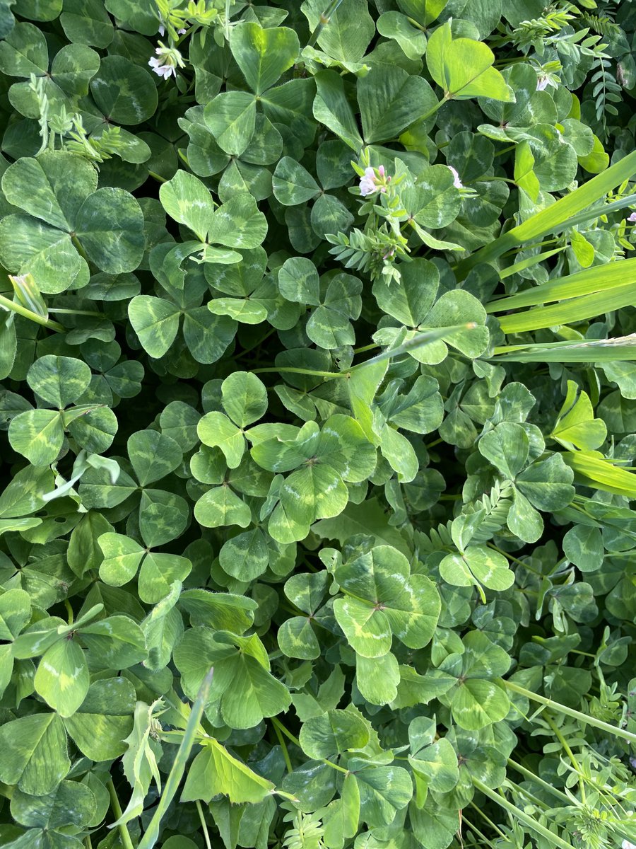 DobbeEric's tweet image. SubClover variety? ⁦@kevinfoster_uwa⁩ coming back after 20 years of trees