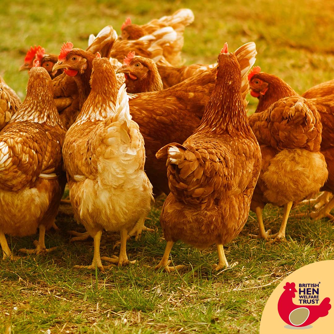 Курица с цыплятами. Куры число. Куры число. Куры которые несут цветные яйца. Утки несушки.