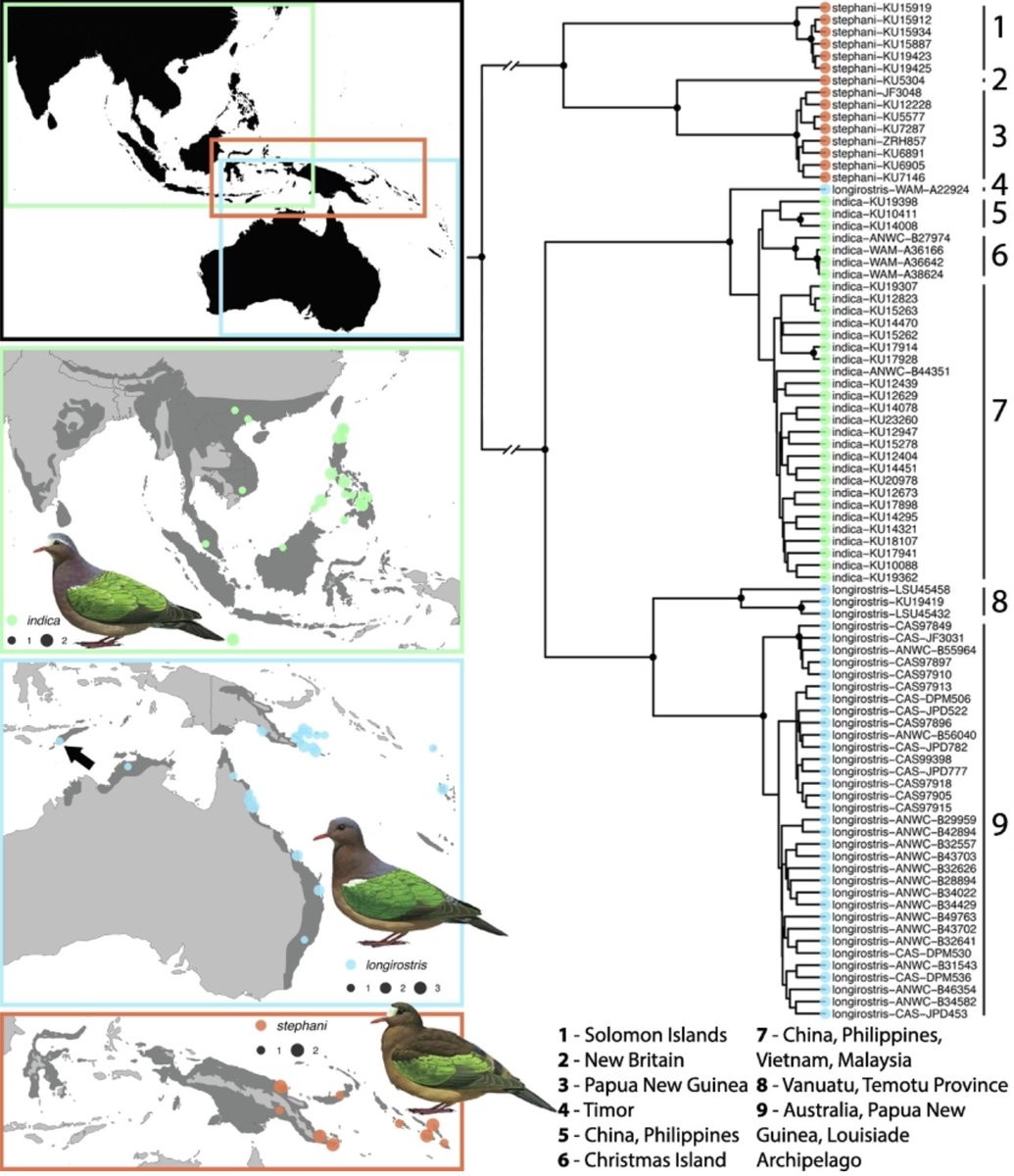 Happy to see our new paper on the phylogeography of the 𝘊𝘩𝘢𝘭𝘤𝘰𝘱𝘩𝘢𝘱𝘴 doves out and fully formatted. This share link provides free access for 50 days: authors.elsevier.com/a/1d-PP3m3nN2c…