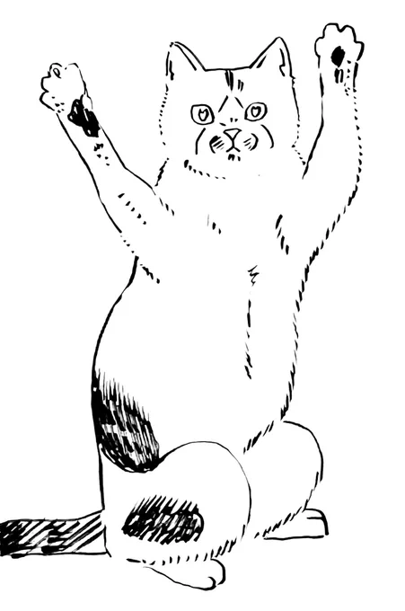 人様のお家のねこちゃん。 