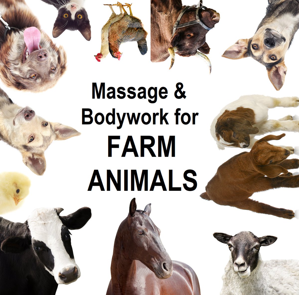 ce_institute's tweet photo. Many bodyworker students ask us about working with animals, and adapting massage modalities for animal, pet and farm yard care. Last year, we started a study of farm animal bodywork. Learn more at: https://t.co/1HLJEFxdxK #animalmassage #massage #bodywork #bodyworker #goats #cows https://t.co/eeTWl5WU7Z