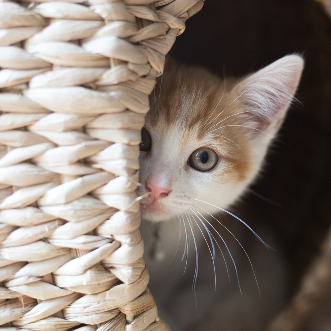 EverCleanTR's tweet image. Kediler, kendilerini sakin ve güvende hissetmelerine yardımcı olduğu için saklanmak ve kaçmak için küçük alanlara sahip olmayı severler. Sizin kedinizin favori saklanma alanı neresi? 

Kedi bakımı hakkında daha fazla bilgi almak istiyorsanız: everclean.com.tr/kedi-bakimi/

#EverCleanTR