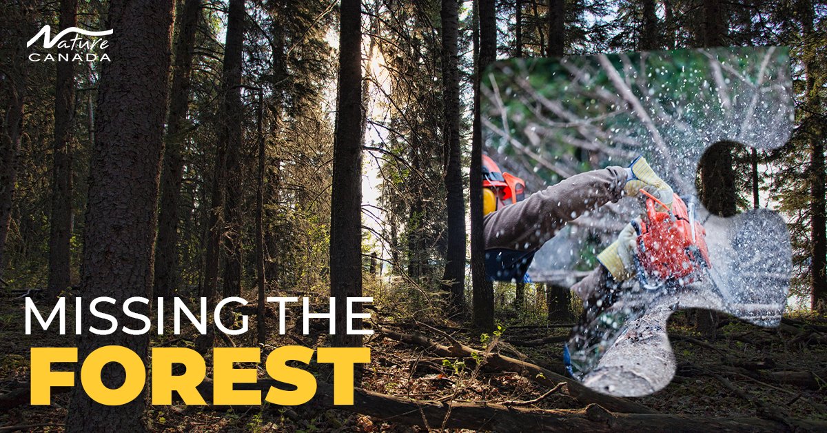 Nature Canada tweet media