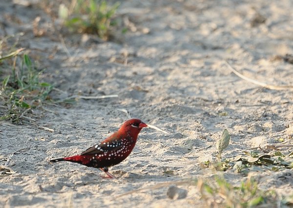 prernao2's tweet photo. RedAvadavat #Birds #Nature #wildlife #IndiAves #RedMunia #StrawberryFinch #RedAvadavat https://t.co/TR99Obni41