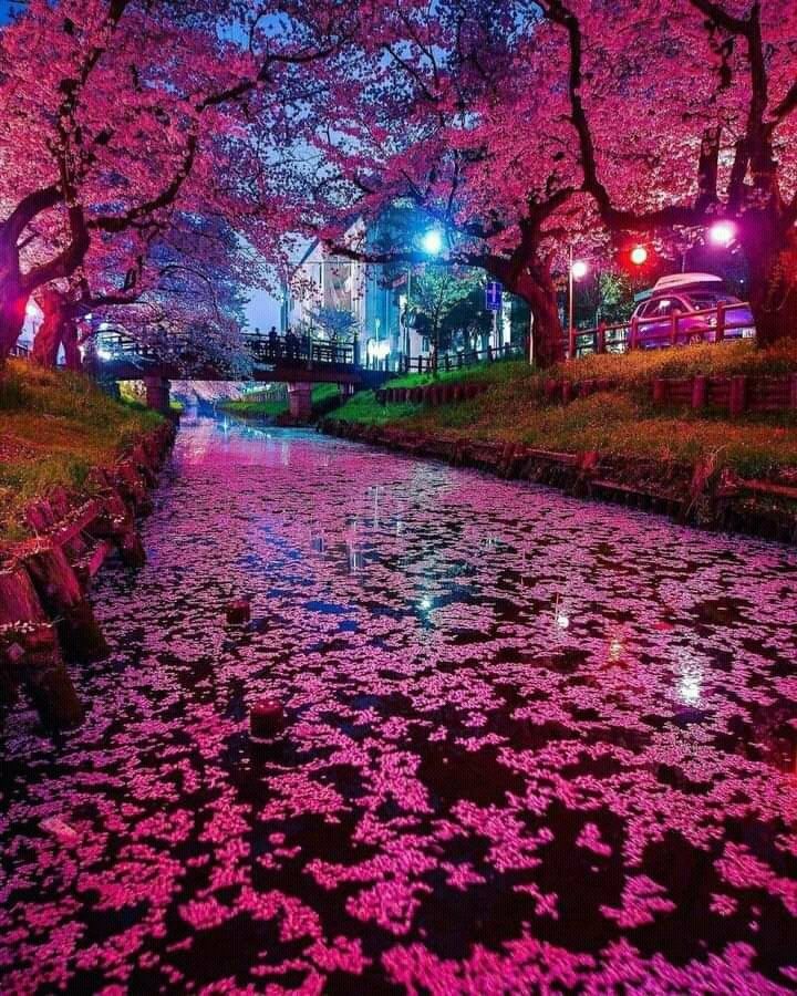 "Cherry Blossoms in Japan"