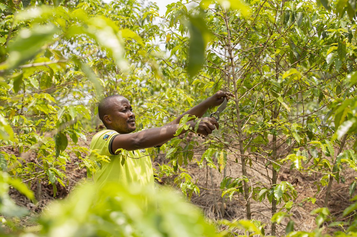 _JohnImages's tweet photo. We travel far and remote to tell the stories that matter to you, every moment is a minute content in every aspect. Think coffee, think of climate action #COP26  #RwOT https://t.co/u1euYPiLfn