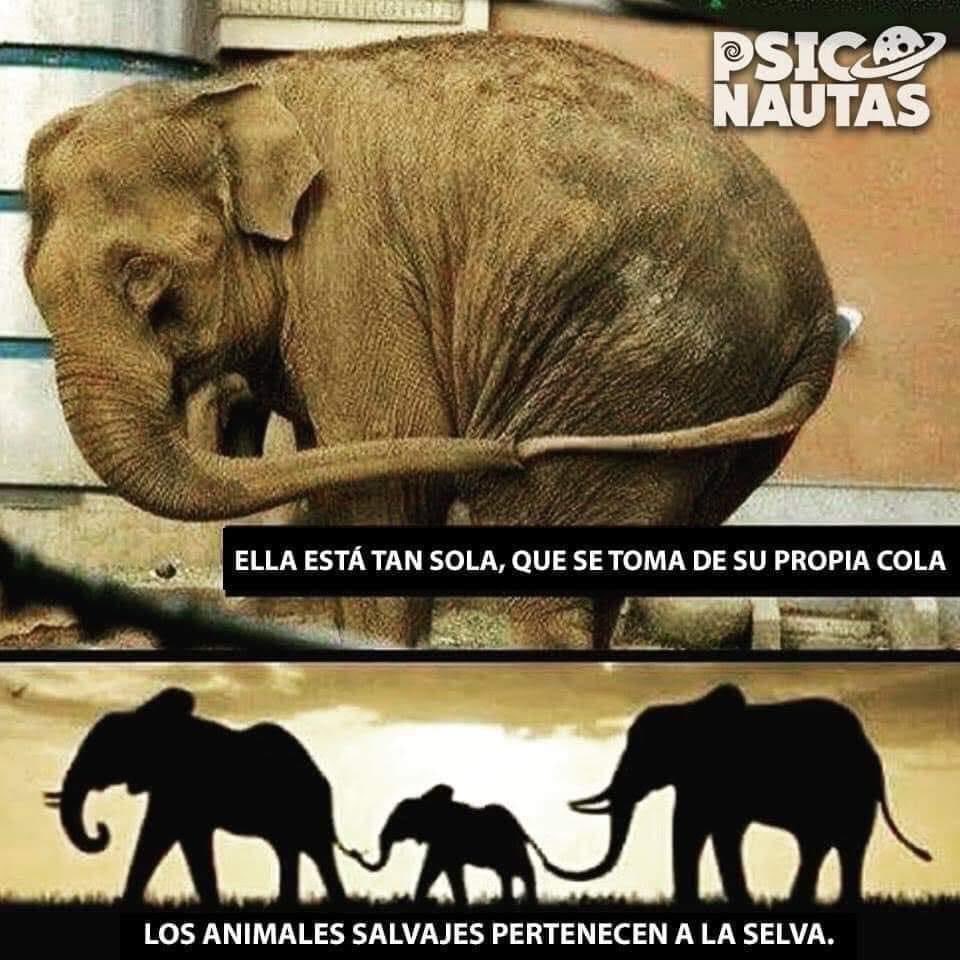 vinculo_pr's tweet photo. Decimos que el cautiverio es para educar, ¿pero cómo podemos ser ciegos al costo real que es para estos seres sintientes? #FreeThemAll #FreeMundi https://t.co/v9k2NpeOWS