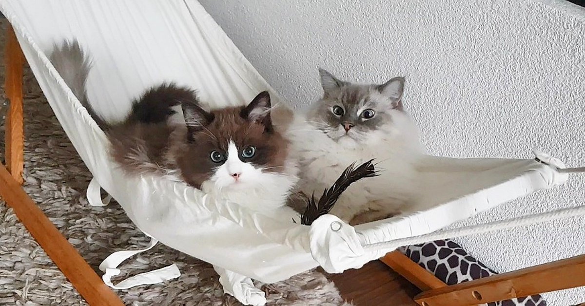 xiedubbel's tweet photo. Two Cats, One Hammock

https://t.co/G3ltAXxSp9

#sharingiscaring #hammockcats #hammockfun https://t.co/8i3CaizwJH