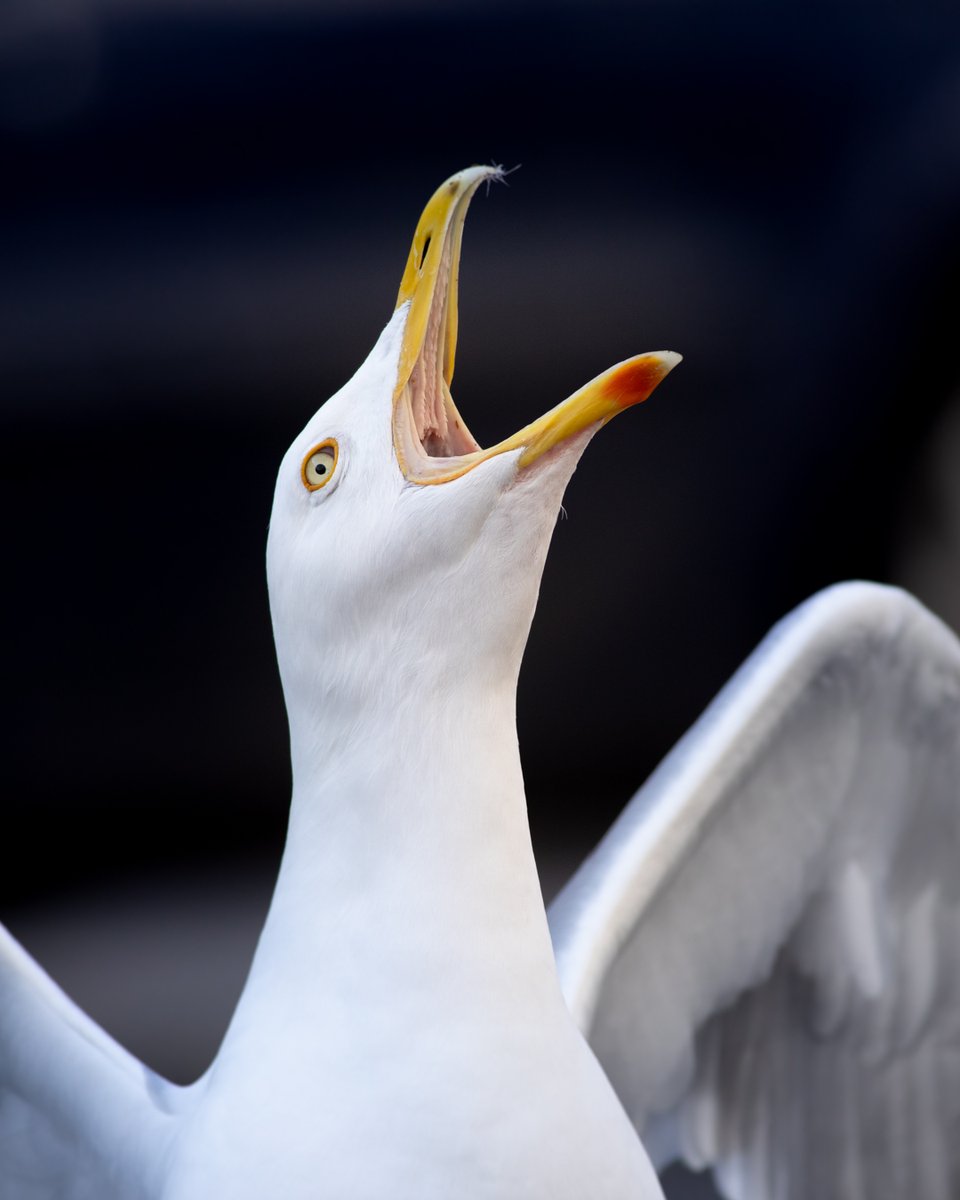 If you've ever lived by the coast I'm sure you can hear this image!