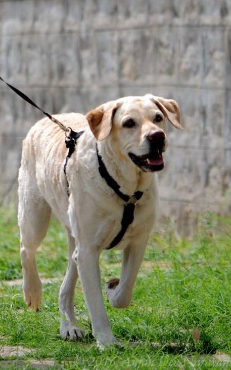 saurabh_42's tweet image. Bruno. 💔
Big brown melting eyes. 4831 days of them staring at the world, making everyone who stared back long enough fall in love with him.
On October 31, those eyes were closed forever. The goodest boy who ever lived. The most pure-hearted creature I’ve ever met in life.