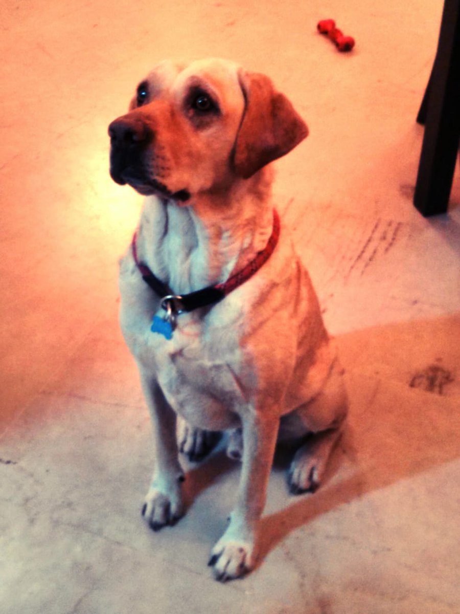 saurabh_42's tweet image. Bruno. 💔
Big brown melting eyes. 4831 days of them staring at the world, making everyone who stared back long enough fall in love with him.
On October 31, those eyes were closed forever. The goodest boy who ever lived. The most pure-hearted creature I’ve ever met in life.