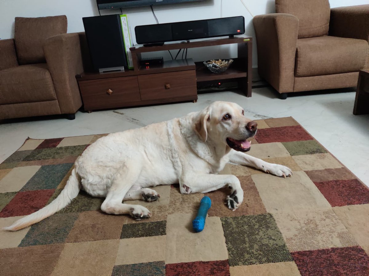 saurabh_42's tweet image. Bruno. 💔
Big brown melting eyes. 4831 days of them staring at the world, making everyone who stared back long enough fall in love with him.
On October 31, those eyes were closed forever. The goodest boy who ever lived. The most pure-hearted creature I’ve ever met in life.
