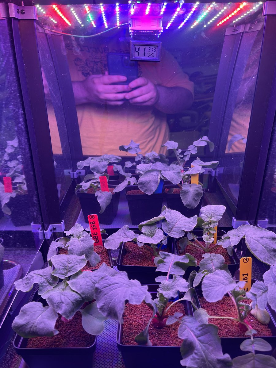 MHS-stings (@stings_mhs) on Twitter photo Last week we collected our second set of data and our plants were thriving but after the long weekend the leaves were wilted 😔 We’re hoping that they will come back to life later today 🌱 <a href="/GrowBeyondEarth/">Growing Beyond EarthⓇ</a> @FairchdChallnge Last week we collected our second set of data and our plants were thriving but after the long weekend the leaves were wilted 😔 We’re hoping that they will come back to life later today 🌱 <a href="/GrowBeyondEarth/">Growing Beyond EarthⓇ</a> @FairchdChallnge