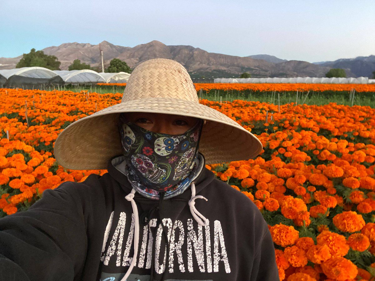 UFWupdates's tweet photo. Amadeo sent a selfie from the marigold fields in Oxnard CA.  "It’s an honor to pick these flowers as this is how I honor loved one that have passed before me, by placing marigolds on their altars." He will earn minimum wage for his labor of love. #WeFeedYou #DiaDeLosMuertos https://t.co/FaqSZOpStB