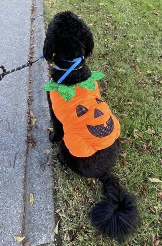 InfocenterIO's tweet image. Happy Halloween to all! Here are some of our Infocenter team favorites. 🎃 #halloween #servicenow #infocenterio #tech #boo #costume #team #halloweencostume #olaf #frozen #pumpkin