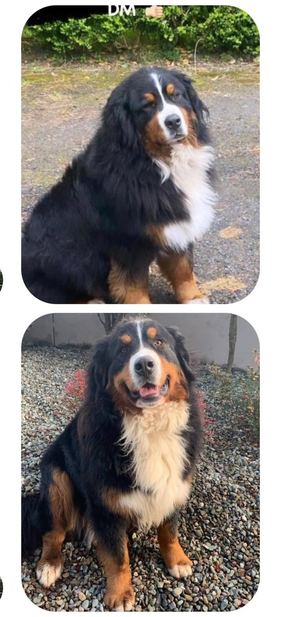 This beautiful boy is missing from Ballyhar, outside Tralee.
Kerry Twitter please do your stuff and get him home