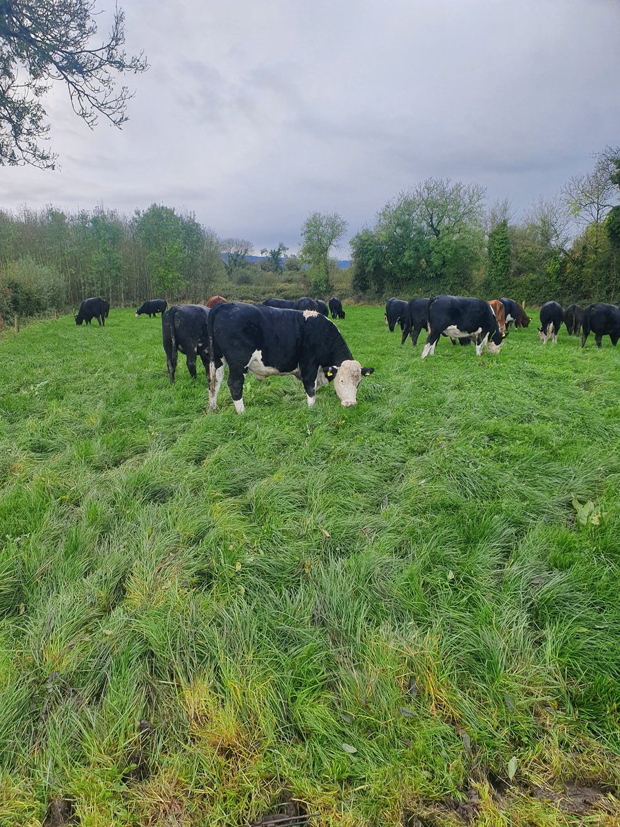 Last days of grazing #winteriscoming