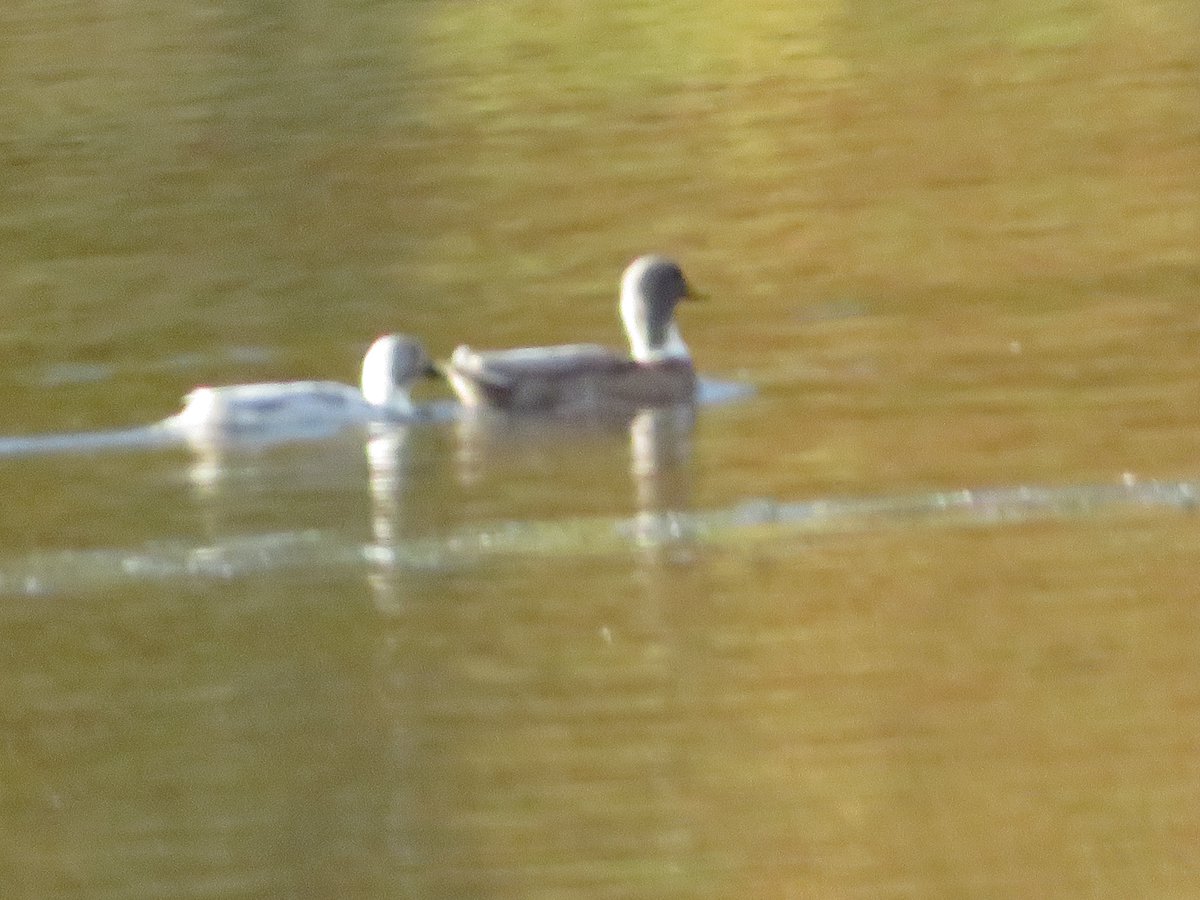 Ellen Zimmerli tweet media