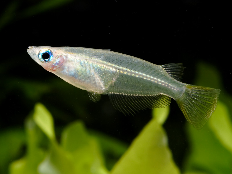 #FishABC: O is for Oryzias javanicus, the Javanese Ricefish. 