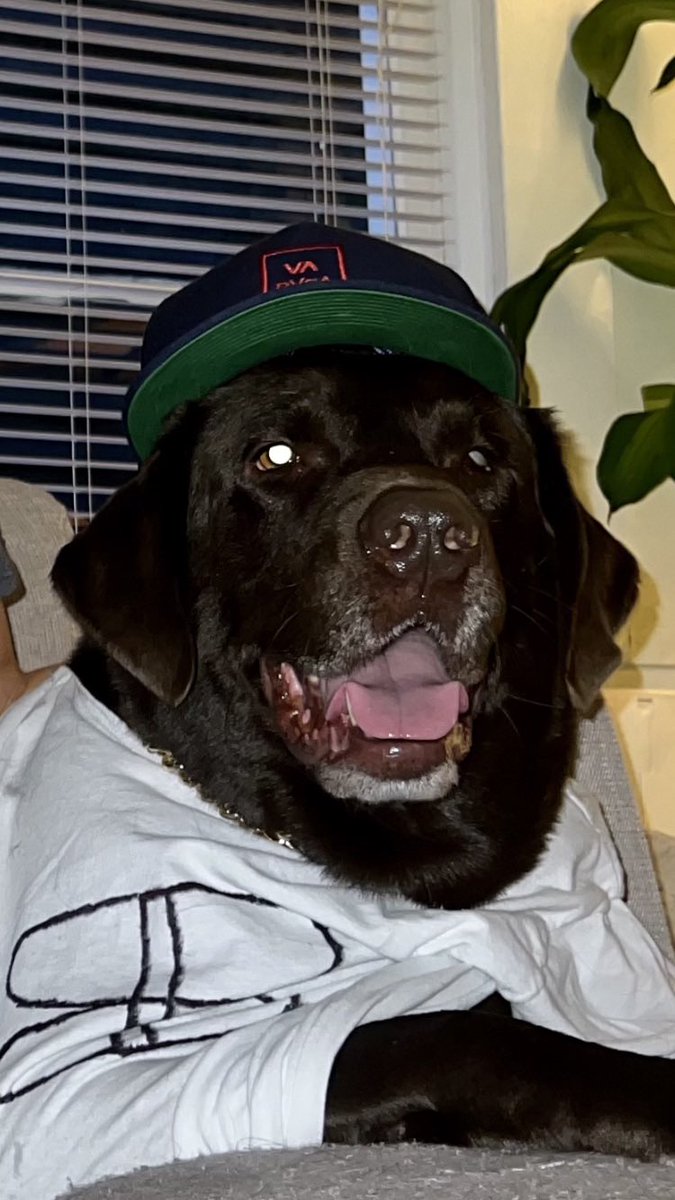 delcagg's tweet photo. @dog_rates #halloween2021 https://t.co/BOIDweQIWc