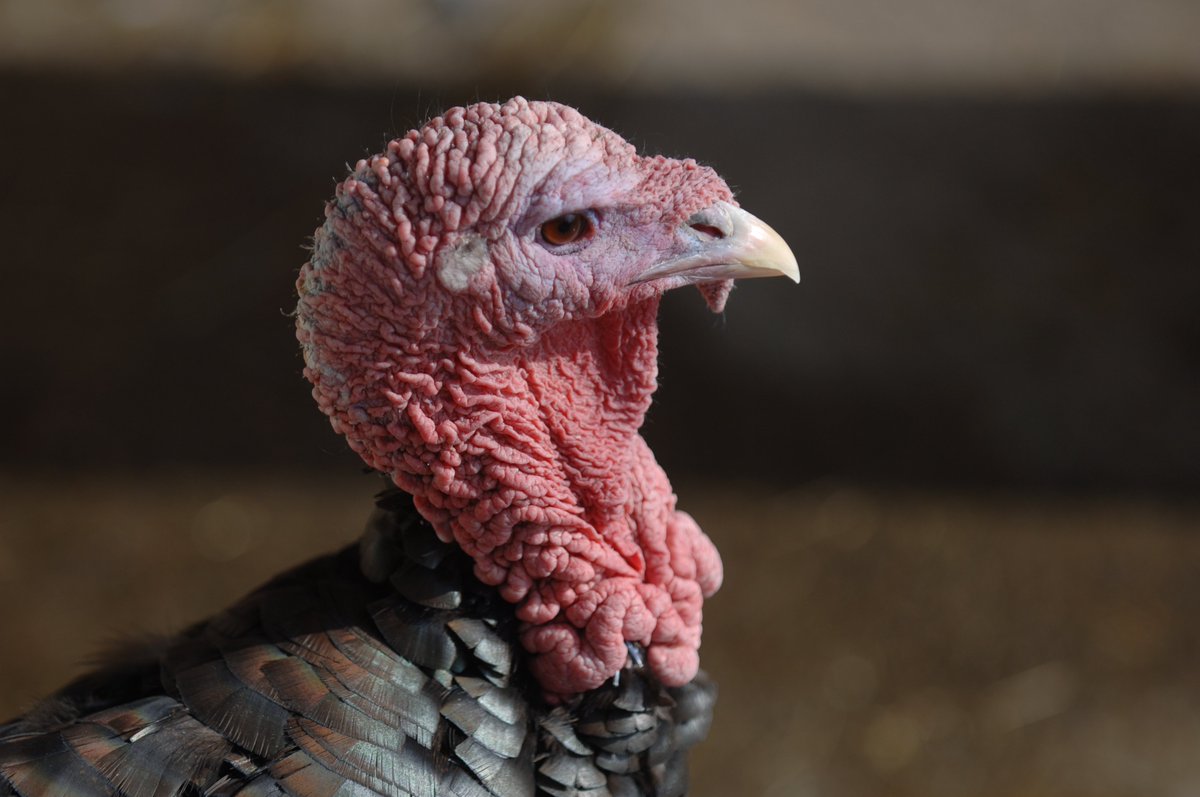 En kalkunbesætning ved Sønderupsønder ved Slagelse er ramt af fugleinfluenza. Fødevarestyrelsen og Beredskabsstyrelsen afliver tirsdag hele besætningen. Det sker for at forhindre yderligere smittespredning. #biz #dkfood #dyrevelfærd