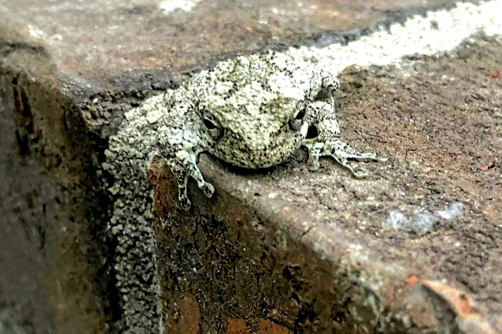 885wfdd's tweet photo. Anna Shyfrina of Walkertown sent this #DoseOfGood: "It always amazes me how nature blends in!" It took us a minute to find the frog in this photo! 😍 Based on our research at https://t.co/idcbl3kU42, we think this is a Cope's Gray Tree Frog. @DavidsonCollege #herpsofnc #socool https://t.co/P3pzdX0IFV