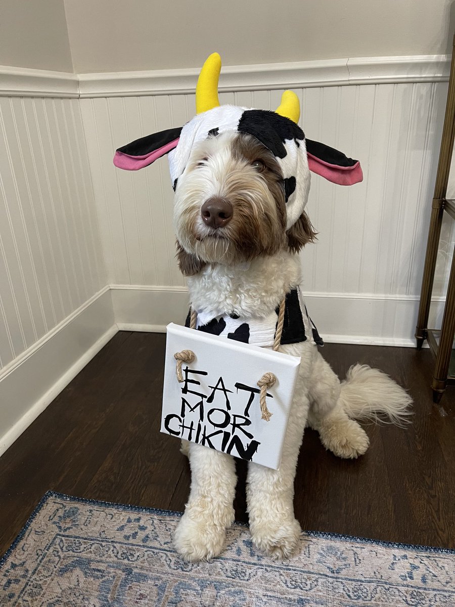 RJarmstrong_9's tweet photo. Vote for Mac in his daycare’s costume contest!!! He ❤️s @ChickfilA 

https://t.co/qRwie7Hjgq

#EatMorChikin https://t.co/u52sNtLu0G