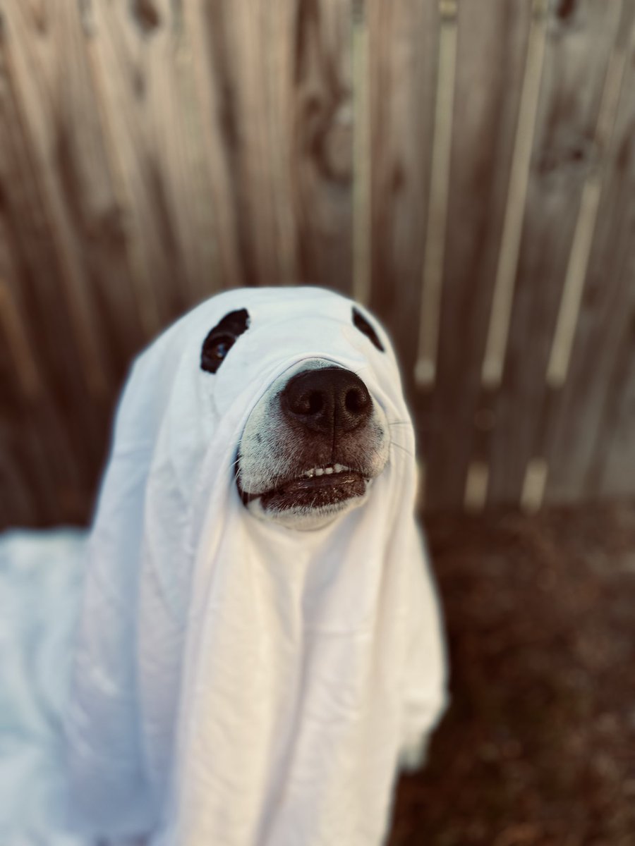 Hope you all had a happy howl-o-ween from the sweetest ghost
