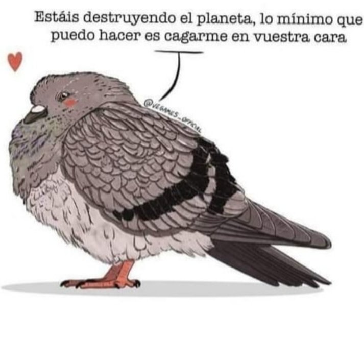 AMÉN 🙌🏻

#PlagaTu #Doves #Palomas #Pigeons #LovePigeon🕊 #Respetalas✋🏻 #SeSuVoz #ColumbaLivia #PalomaBravia #FaunaUrbana #AvesUrbanas #Bombarderas #PigeonLovers #Pigeonsofinstagram #HomingPigeon #LovePigeons💜 #NoSonPlaga🕊