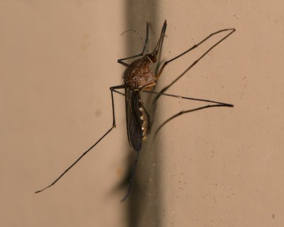 Culex nigripalpus_Andrew Rivera_Clarke