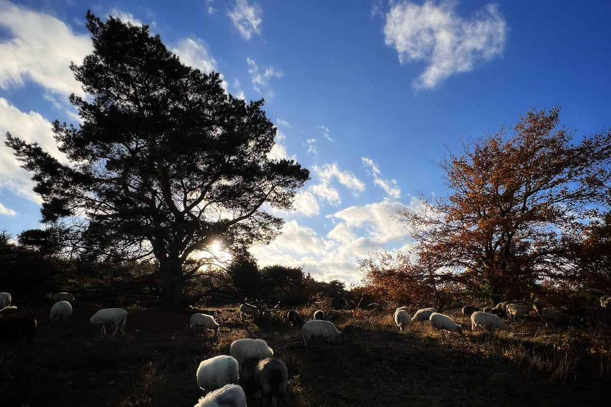 Koude wind maar nog een prachtig mooi laatste dagje op #Siepelveen. Staalblauwe luchten, herfstkleuren en blinkende schapen na de heftige regen van gisteren. De dames nemen nog wat laatste hapjes Vogelkers, Berken Bochtige Smele voor we naar de Strubben lopen. #stroomdalkudde