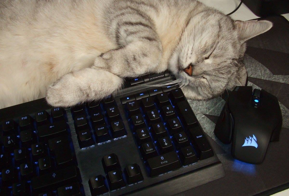 Corsair_BR's tweet photo. #Catsair virou a noite jogando para aproveitar o feriadão.
Você também está aproveitando? Me conta o que feito nestes dias!

#corsairbr https://t.co/szgTrc9gOR