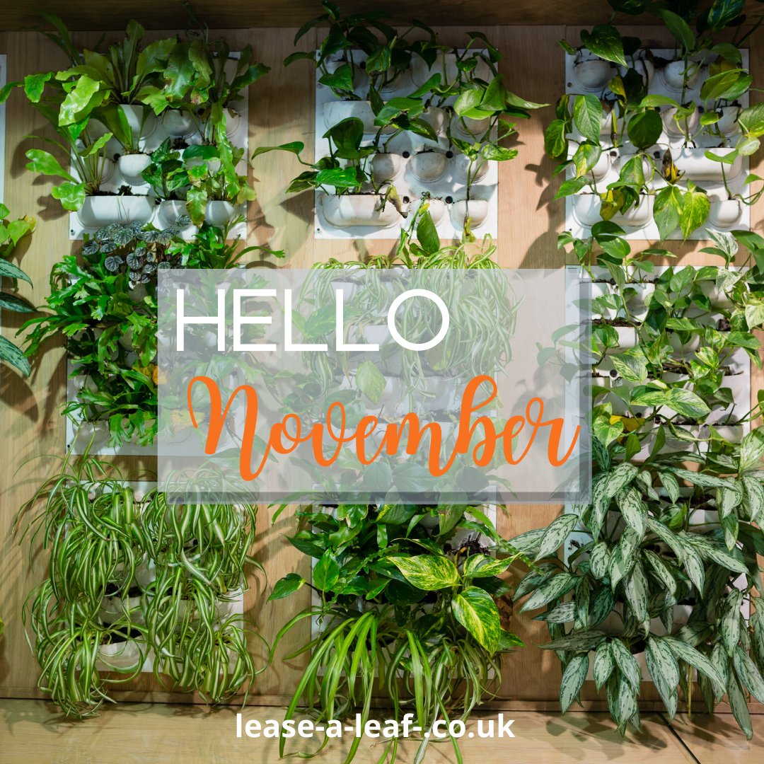 leasealeaf's tweet photo. Wishing you all a wonderful November 😀

#indoorplants #officeplants #health #plants #ukbusiness #happynovember https://t.co/EmUv8Nk3Aw