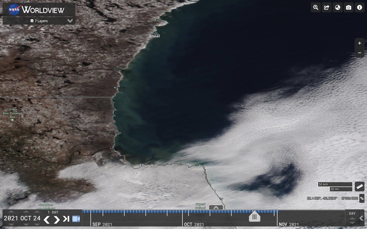 All the Hudson Bay polar bears are still onland. It's not even close to freeze-up yet &amp; the temperatures are above average in the area. It will be a while before the bears can get back to where they want to be: hunting seals on the ice.