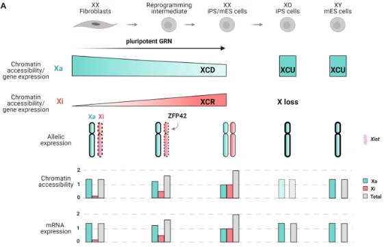 GenomeBiology's tweet photo. Study of chromatin accessibility on the X chromosome in embryonic fibroblasts and during reprogramming, from @irenetalon, @janiszewski_a, @vincentpasque &amp; co. ATAC-seq shows the active X has more accessible chromatin than autosomes, reversed during reprog https://t.co/935xF6oY7u https://t.co/T2CUoewxdR