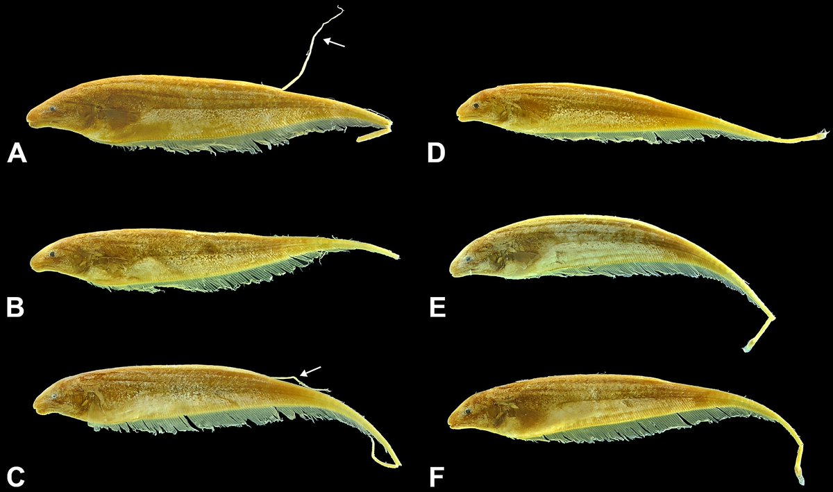 Davidefishes's tweet photo. New species alert! Meet a rare, critically endangered, rapids-loving Apteronotus albertoi -> Dr. Alberto Carvalho @MZUSP for his support generating µCT scan images for ‘‘Diversity and Evolution of the Gymnotiformes’’ @AgenciaFAPESP @NMNH 
https://t.co/TidnMUbfe6 #asihpub https://t.co/jZpnR7jLWT