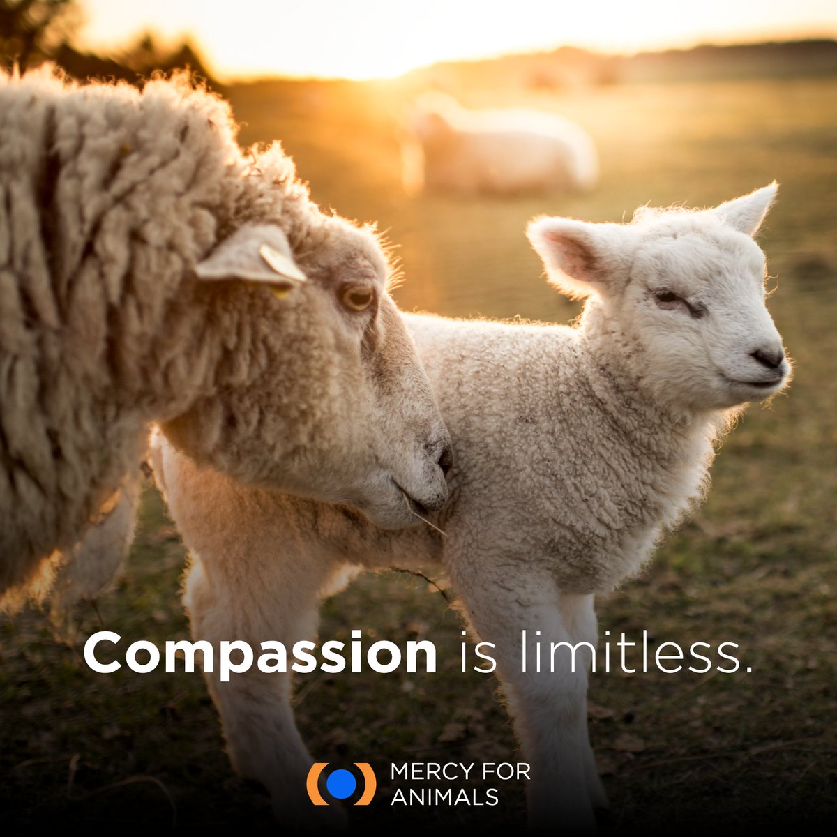 MercyForAnimals's tweet photo. Imagine 💭 a world free of cruelty, a world in which we nurture our bodies, minds, and spirits ✨ with wholesome, healthy food 🌱 that is kind to animals ��� and sustainable for our planet. 🌏 #WorldVeganDay https://t.co/6xYnQMWXce