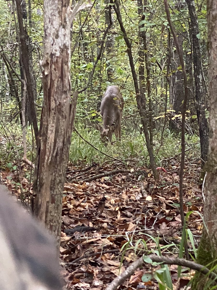 pirklemichael's tweet photo. Had a awesome hunt Saturday night young guys running around 50 foot away an I’m on the ground never busted I’m a believer in #deaddownwind scent cover!! https://t.co/Gq5DkvIPAz