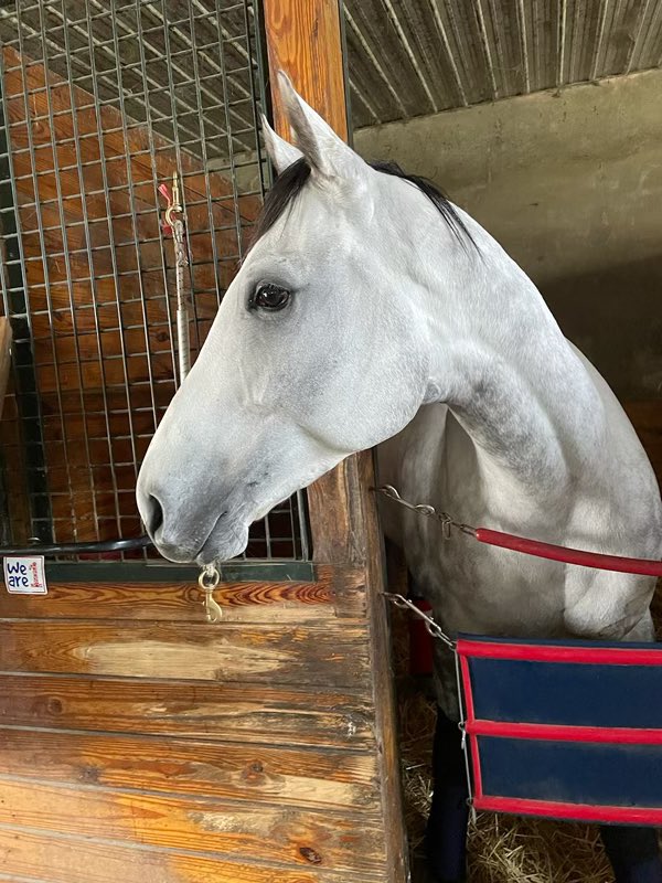 LibertyHouseRacing tweet media