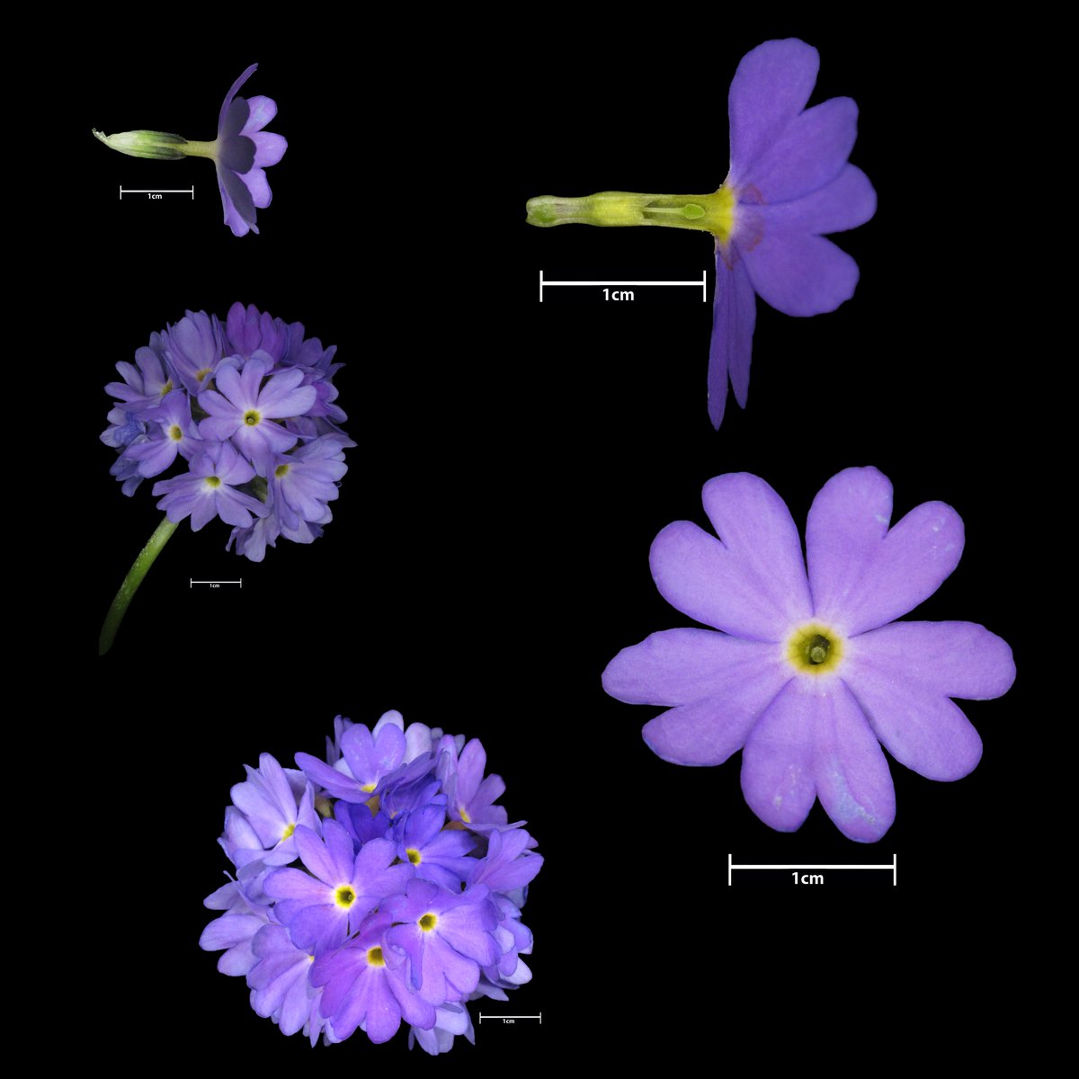 #Primula denticulata dissection, #Primulaceae
<a href="/TheBotanics/">Royal Botanic Garden Edinburgh</a>
 #macrophotography 
<a href="/RBGE_Science/">@RBGE_Science</a>
 #RBGEhort