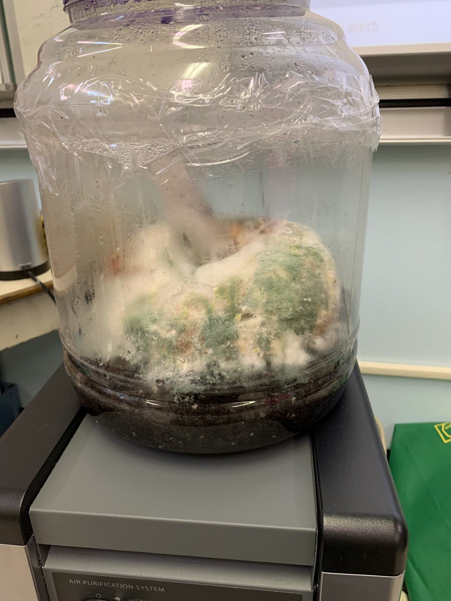 HeddersonSarah's tweet photo. Pumpkin Cena is slowly turning green. We love the decomposing process! @MsClark123 @MissSmithHSE @MrsKelley11 @NLESDCA #pumpkinlifecycle #science https://t.co/RaJD3qcpJb