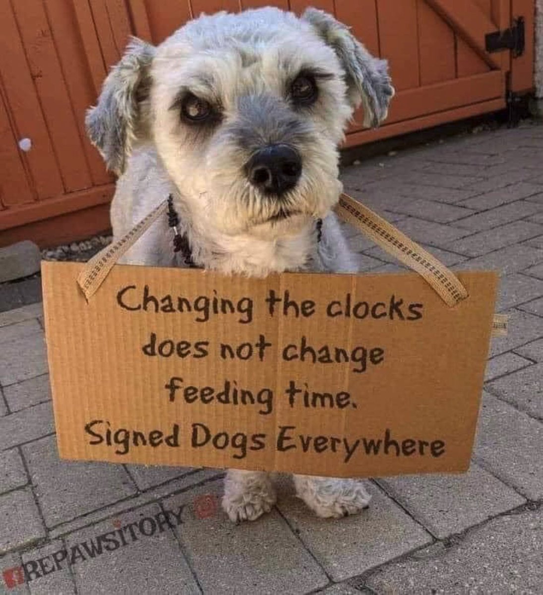 Teken deze petitie namens je hond🤣😂🤣
DoggyDating.com