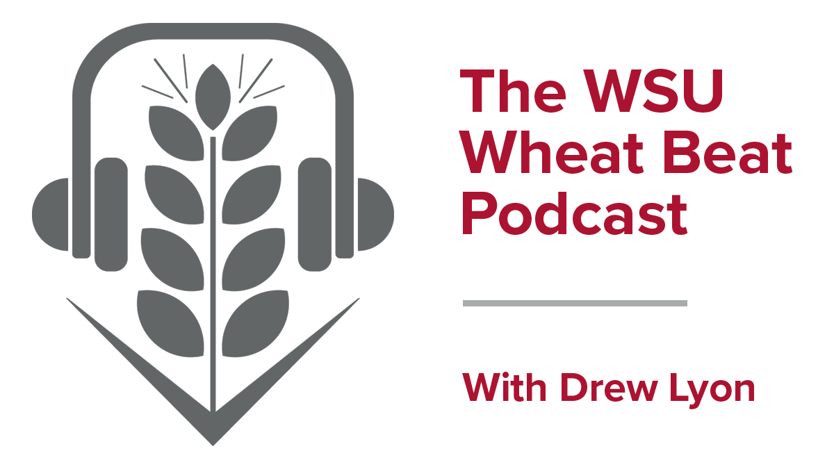 We have Dr. Arron Carter back on the #WSUWheatBeat podcast discussing how the 2020/2021 crop years provided the best &amp; worst conditions for the WSU Breeding Program. It's available to listen, rate &amp; subscribe at the link below! <a href="/wsuwheat/">WSU Winter Wheat</a> 🎧👇
smallgrains.wsu.edu/wsu-wheat-beat…