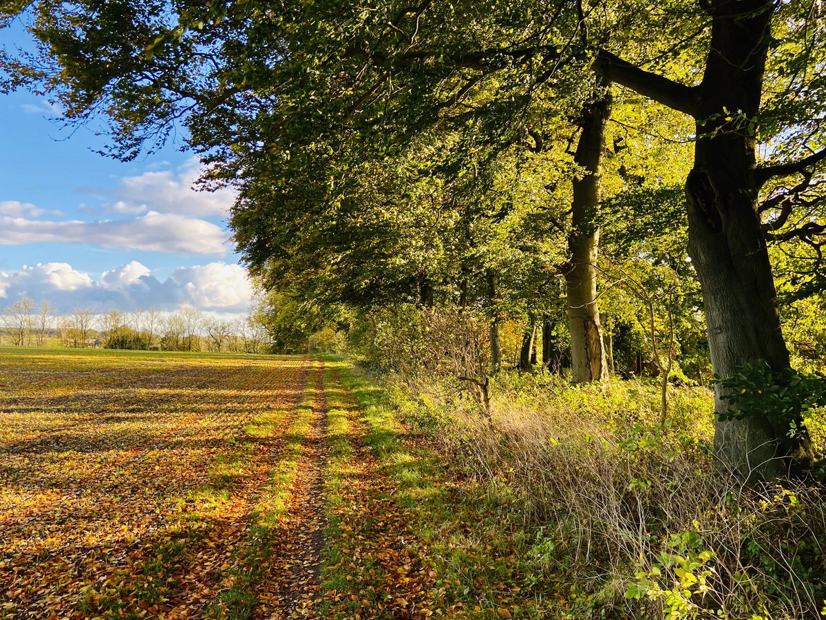 WeatherWolds's tweet photo. November Leaves. A chilly 8°C and a brisk wind. A fox in the woods. https://t.co/yRj1OVRjkb