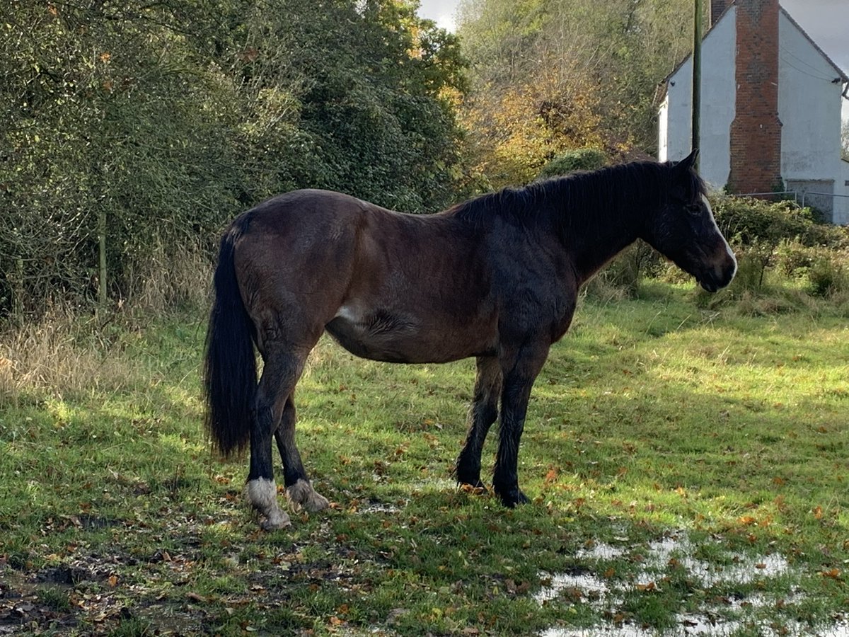 @RuthOnTheHoof @ExmoorPonyCntre @YoungRbst @RBSTrarebreeds @aponyhour @RewildingB My 28 year old Welsh Cob (Section D) yesterday - looking superb! Lives out 24/7 with a rain sheet on at night. Would not manage her any other way #gonative