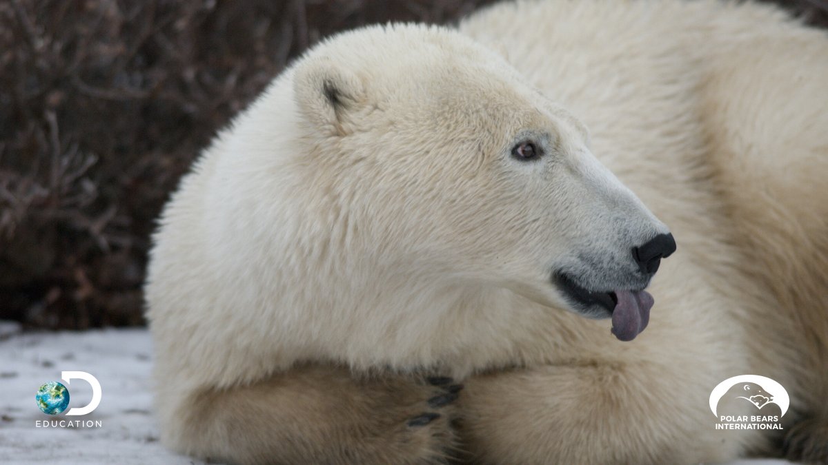 Ahead of the Living with Polar Bears Virtual Field Trip with <a href="/PolarBears/">Polar Bears International</a> on 11/2, build background knowledge about polar bears, the tundra ecosystem, and more with grade-appropriate digital curriculum resources. Learn more + register: bit.ly/3GhyzLr
