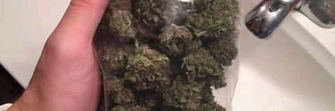 rouanplug's tweet image. Discret et rapide ajouter moi sur Snap pou plus dinfo⚡️ 🍁🍁🍁:
Snapchat.com/add/harshplug21
#nuitdebout #tourisme   #CannabisCommunity #shit
#proverbe #Paris17 #Nantes #Toulouse #bordeaux  #Marseille #Rennes #Lorient #Quimper #Strasbourg #Lille #Avignon #Marseille #livraison #bedo