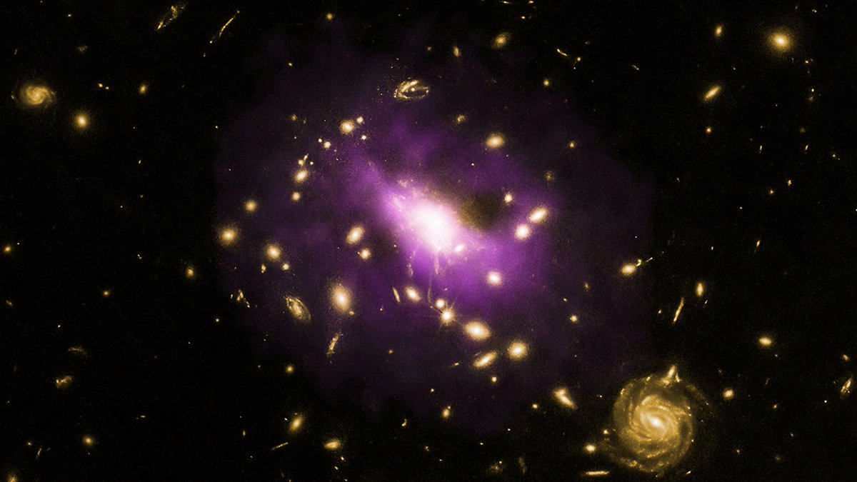 A composite of X-ray data from Chandra revealing hot gas in the cluster in purple and optical data from the Hubble Space Telescope showing many galaxies in yellow. The cluster is very bright in X-rays implying that it is extremely massive.